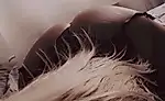 Sie0503
