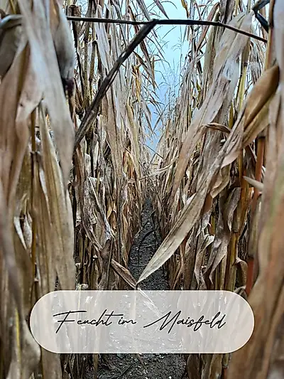 Umiditate în lanul de porumb 🌽