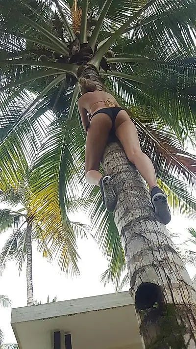 Halb nackt auf eine Palme geklettert 